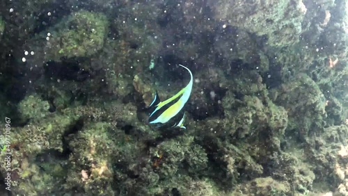 Fish swimming among the rocks under the sea
