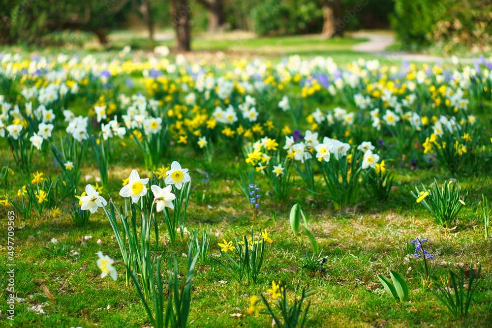 Fototapeta premium Daffodils at Easter time on a meadow. Yellow white flowers shine against the green grass.