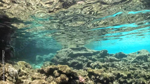 Coral reef in the sea. Fish swimming in turquoise ocean waters.