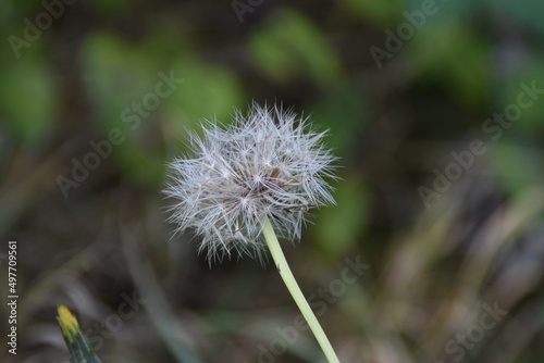 dandelion head