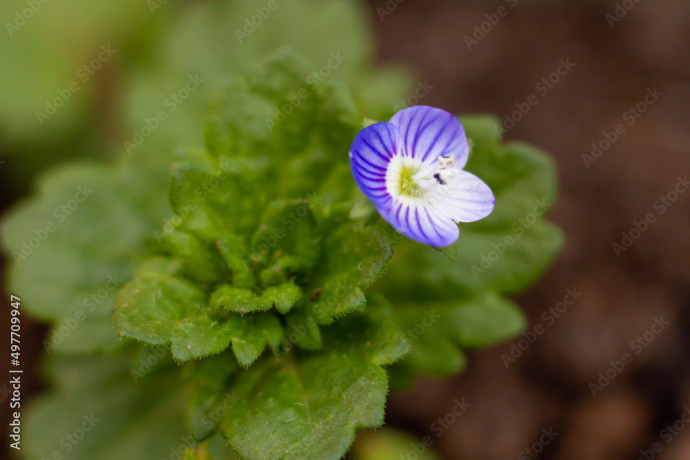 Herbal plant of Veronica persica the common names are birdeye speedwell ...