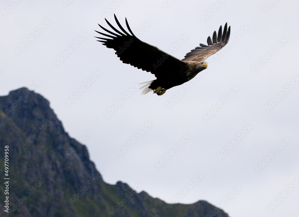 Fototapeta premium Sea Eagle at a Fjord Lofoten Island