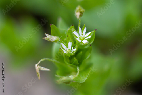 Macro photo of chickweed (Stellaria media) is an annual plant in Caryophyllaceae family,used as a cooling herbal remedy, and grown as a vegetable crop and ground cover germinates in late winter. photo