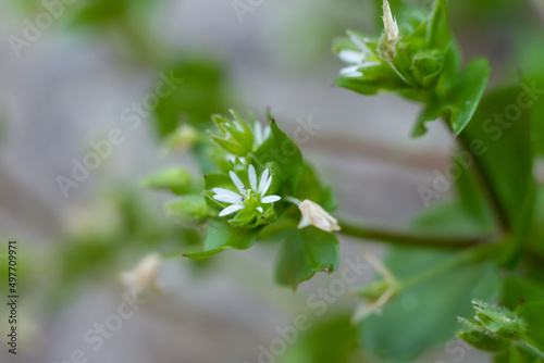 Macro photo of chickweed (Stellaria media) is an annual plant in Caryophyllaceae family,used as a cooling herbal remedy, and grown as a vegetable crop and ground cover germinates in late winter.