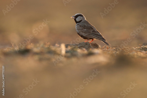 Lark bird. Ashy crowned sparrow lark on ground. Eremopterix griseus. The ashy-crowned sparrow-lark is a small sparrow-sized member of the lark family.