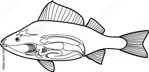 Coloring page with scheme of internal anatomy of fish. Educational material with structure of perch (Perca fluviatilis) for biology lesson	