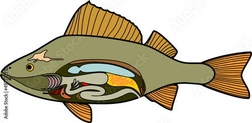 Internal anatomy of fish. Educational material with structure of perch (Perca fluviatilis) for biology lesson