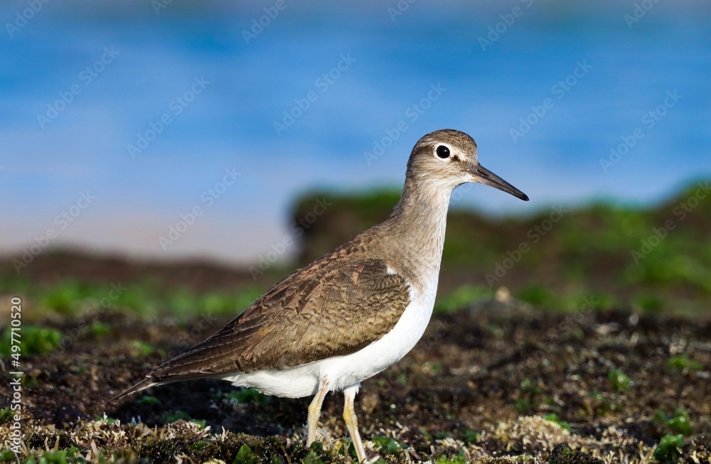 Common sandpiper at sea. Actitis hypoleucos. The common sandpiper is a small Palearctic wader. Common sandpiper at sea. Actitis hypoleucos. The common sandpiper is a small Palearctic wader.