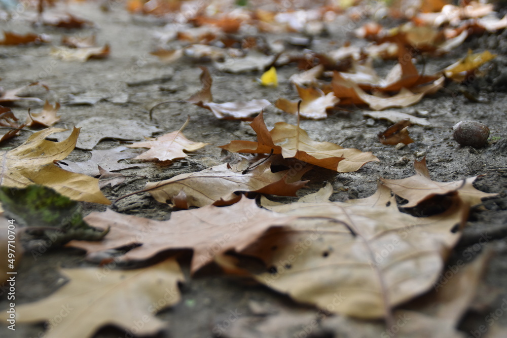 fallen autumn leaves