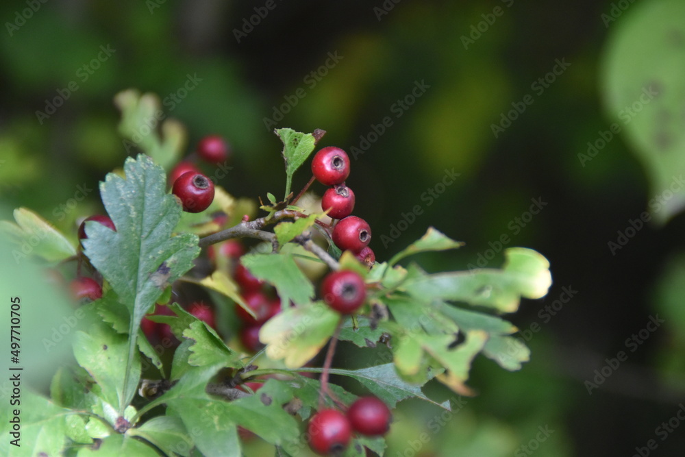 red currant bush red currant bush
