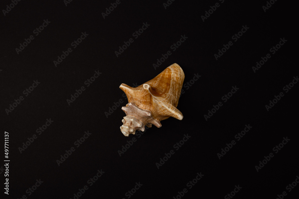 Seashells on a black background, minimalism, nature, mollusk, snail, sink Seashells on a black background, minimalism, nature, mollusk, snail, sink