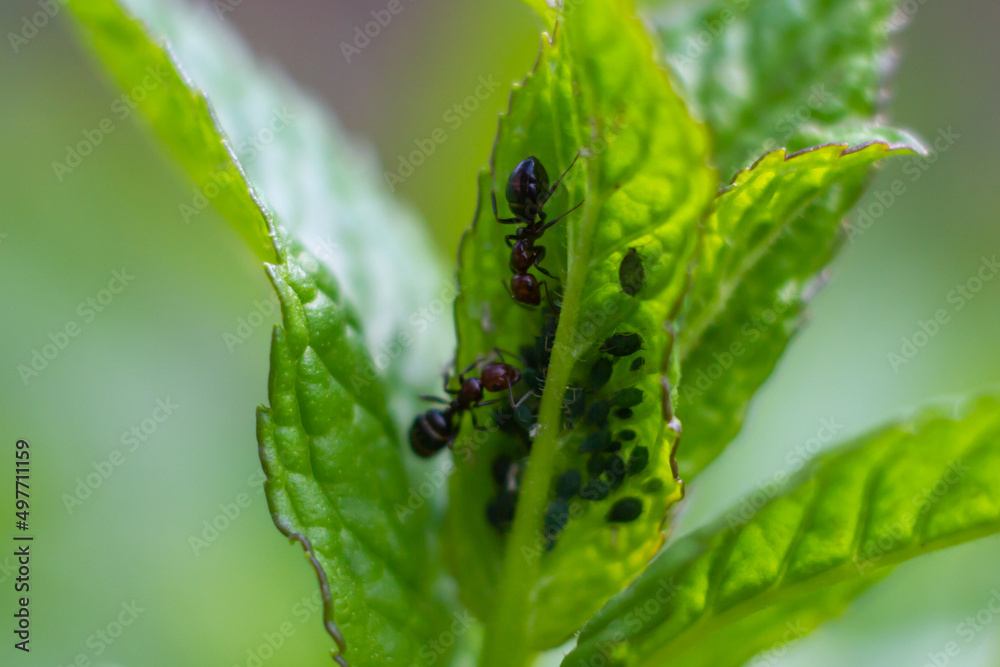 Peppermint plant with spawning of ants.An organic garden,Italy.House plant with insect Peppermint plant with spawning of ants.An organic garden,Italy.House plant with insect
