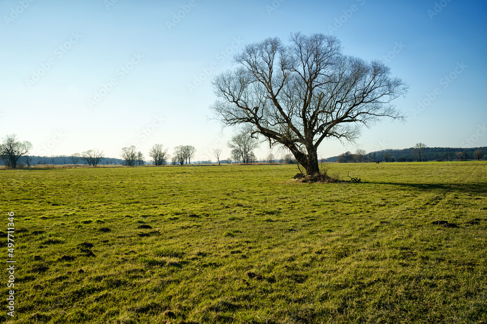 einsamer Baum auf Feld im Winter