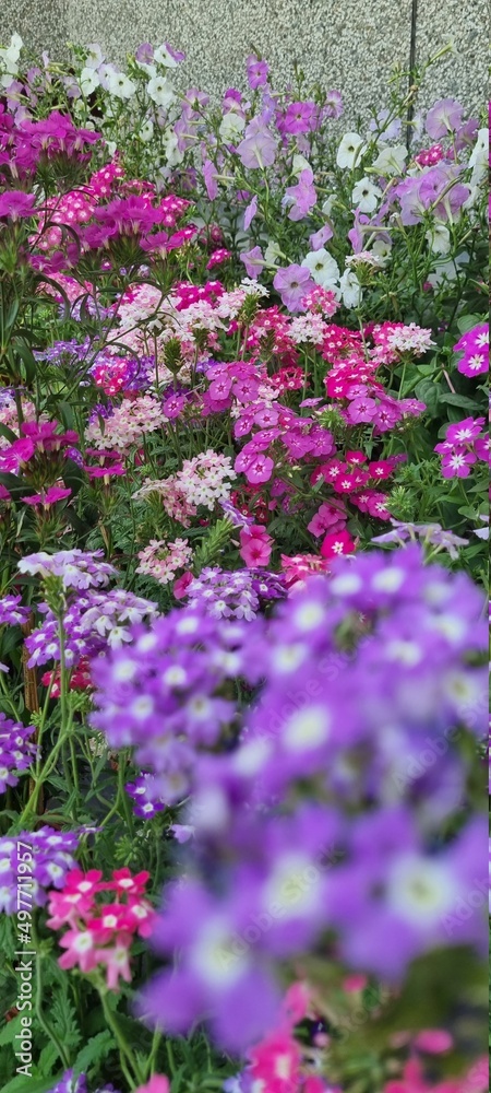 Obraz premium pink flowers in the garden