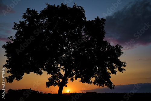 Eiche im Sonnenuntergang, Fischland-Darß, Mecklenburg-Vorpommern, Deutschland