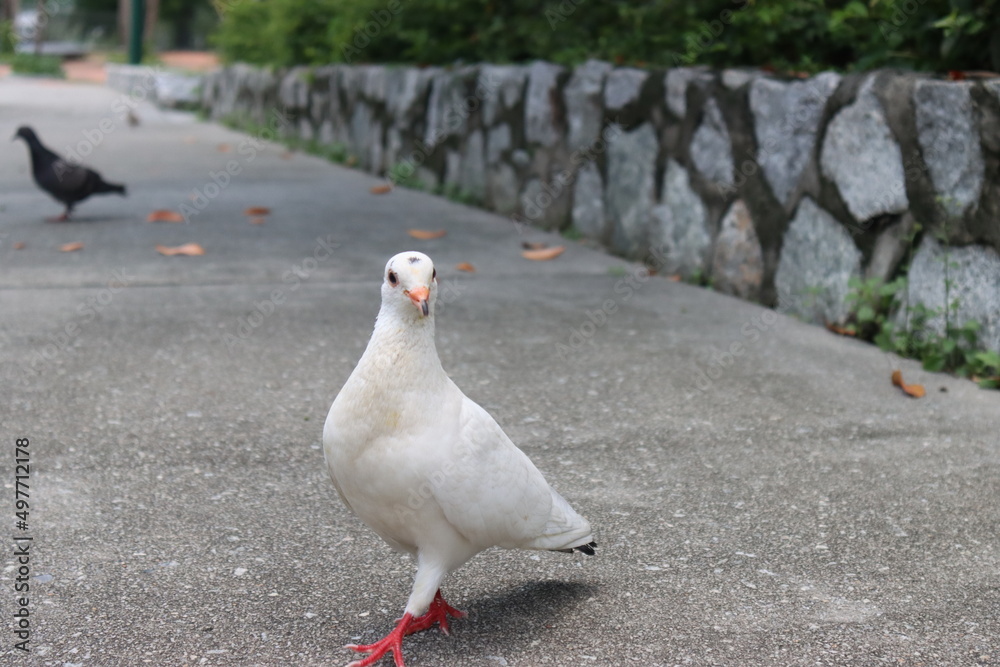 Fototapeta premium white dove on the ground