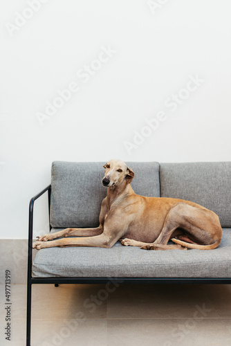 Greyhound dog relaxing on a couch indoors