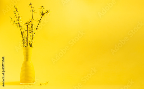 Valokuva Yellow forsythia flowers in a yellow vase on a yellow background