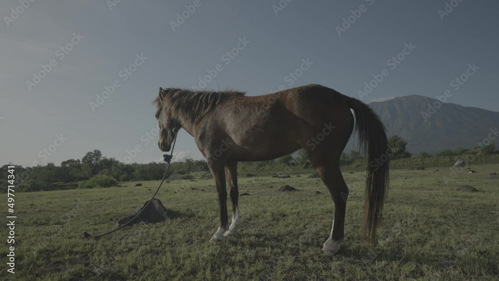 Horses Horse in Savanna with Mount Agung Volcano on The Background - Bali Indonesia Landscape Horses Horse in Savanna with Mount Agung Volcano on The Background - Bali Indonesia Landscape