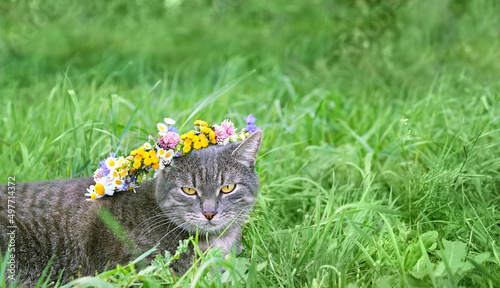 Photography beautiful grey kitty on green summer natural background