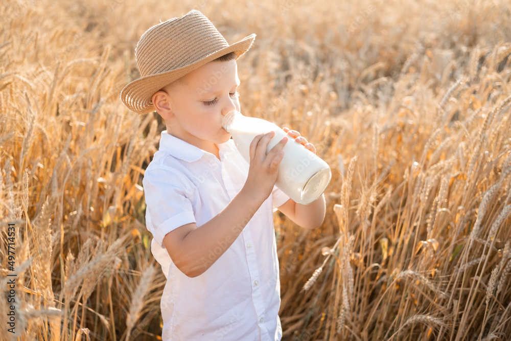 smiling little boy in straw hat drinks organic milk in wheat field on sunset smiling little boy in straw hat drinks organic milk in wheat field on sunset