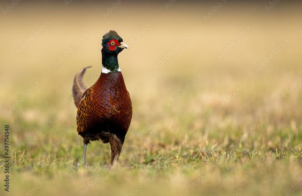 Fototapeta premium Ringneck Pheasant (Phasianus colchicus) male close up
