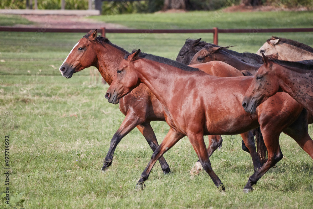Horses running free on the Gwydir River, near Bingara, NSW, Australia. Horses running free on the Gwydir River, near Bingara, NSW, Australia.