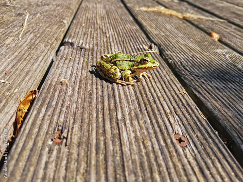 Teichfrosch, (Pelophylax kl. esculentus, Pelophylax „esculentus“ oder Rana „esculenta“) photo