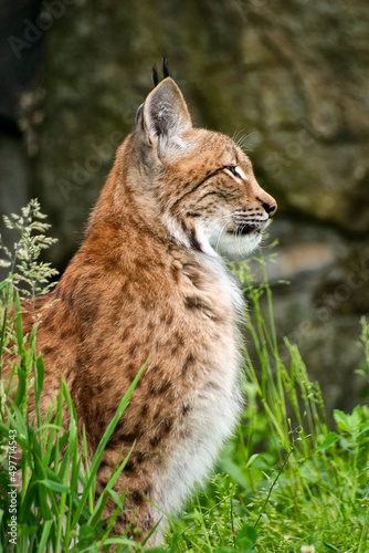 im Gras sitzender Europäischer Luchs