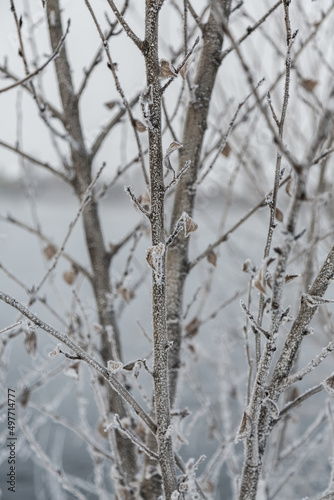Tree branch with snow in winter in the cold