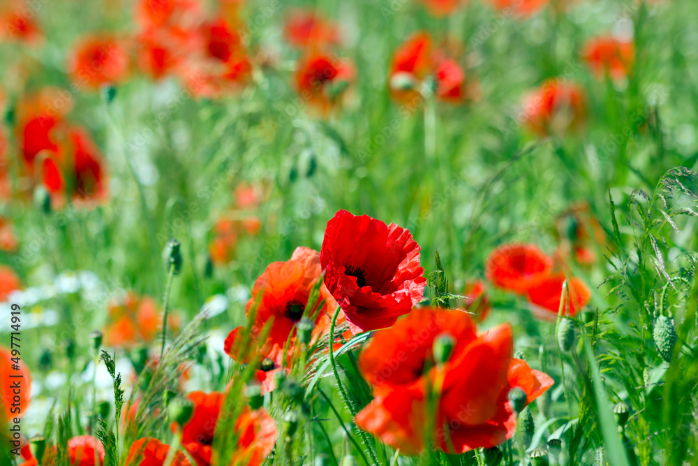 in the meadow - wild poppy flowers - soft focus in the meadow - wild poppy flowers - soft focus