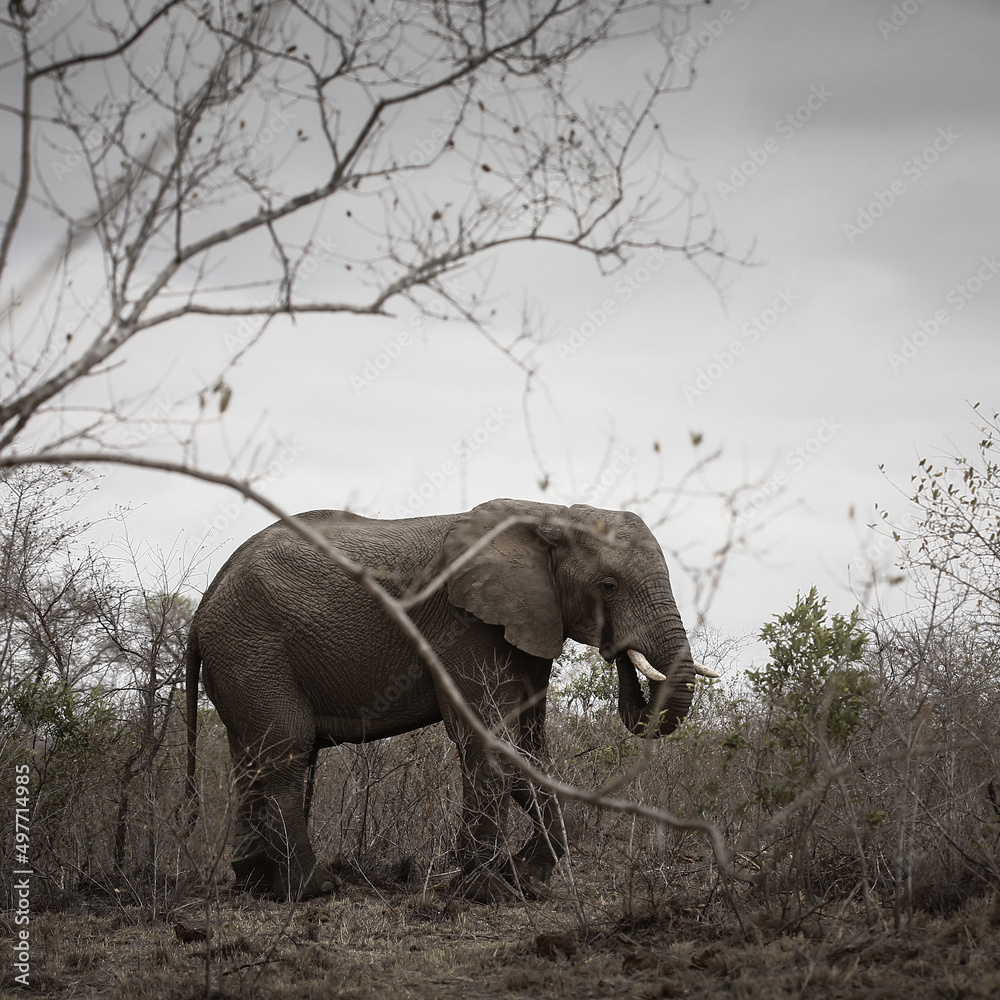 Fototapeta premium Elephant