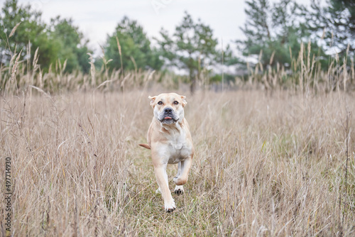 An adult Perro Dogo Mallorquin dog runs across a field with tall grass photo