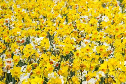 Fototapeta Naklejka Na Ścianę i Meble -  narcissus (daffodil) flowers