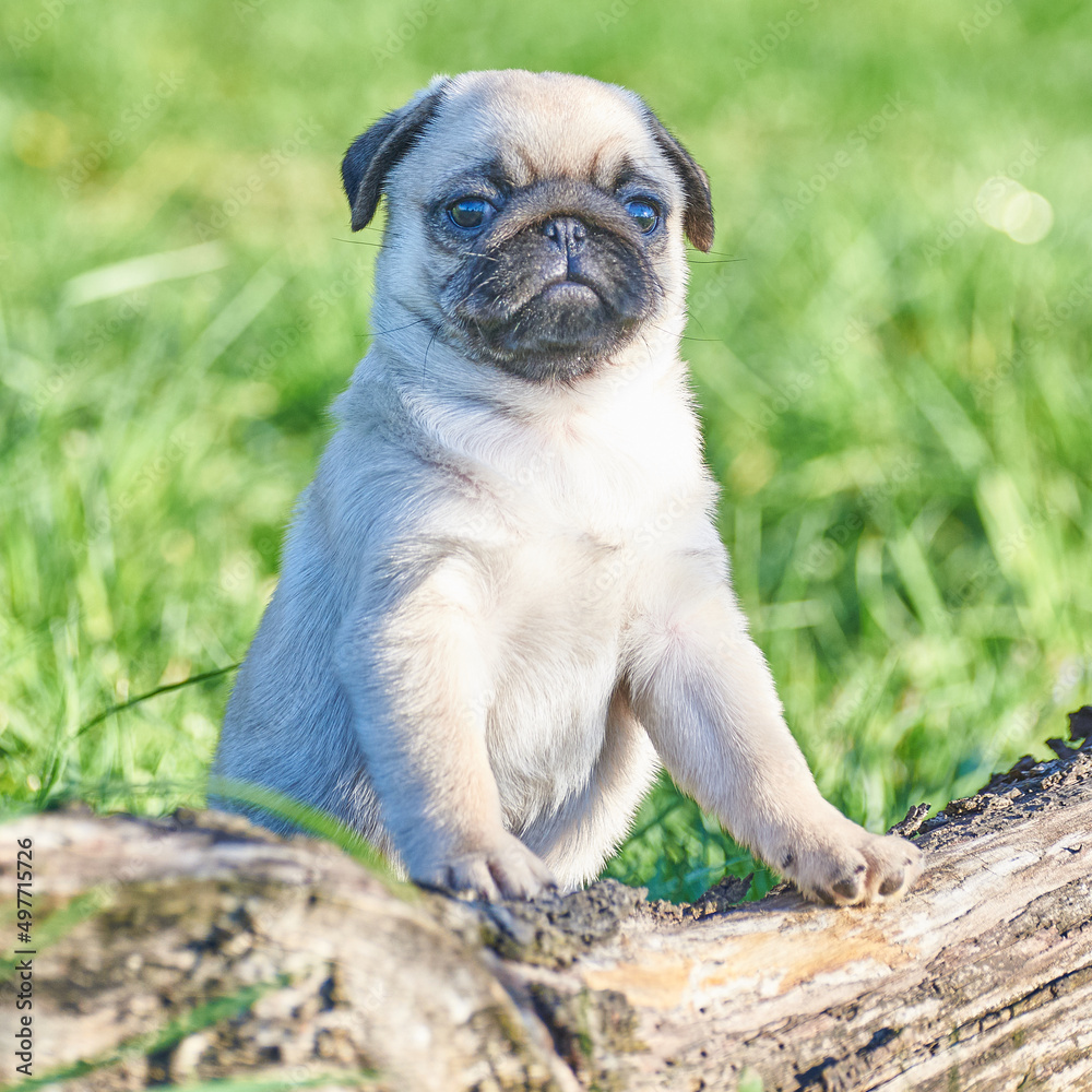 Cheerful pug puppy stands with its paws on a log Cheerful pug puppy stands with its paws on a log