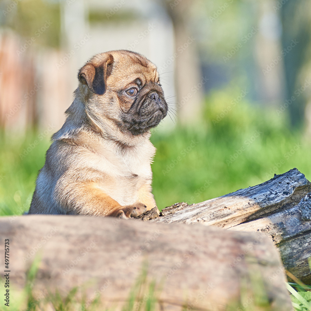 Cheerful pug puppy stands with its paws on a log