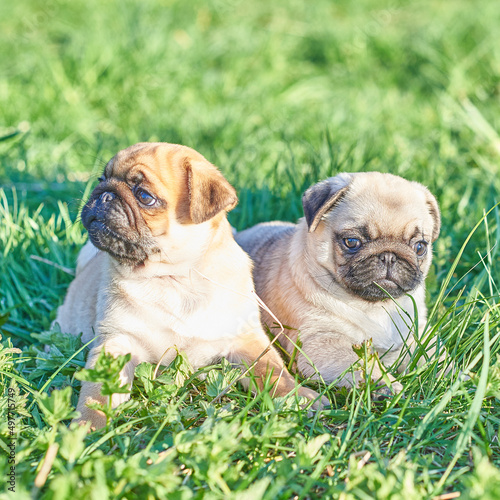 Two pug puppies play on the green lawn