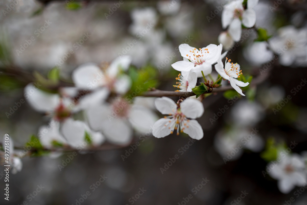 Macro shot of blooming tree branch . Flora pattern texture, Nature floral background.