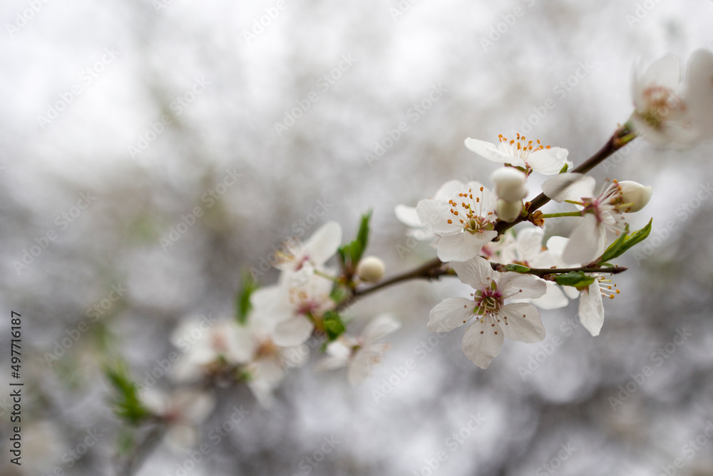Macro shot of blooming tree branch against bokeh background . Flora pattern texture, Nature floral background. Macro shot of blooming tree branch against bokeh background . Flora pattern texture, Nature floral background.