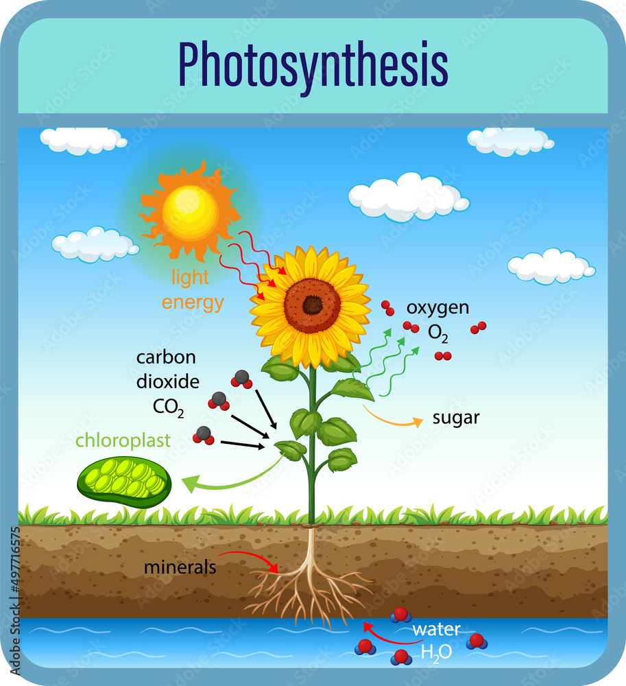 Diagram showing process of photosynthesis with plant and cells Stock ...