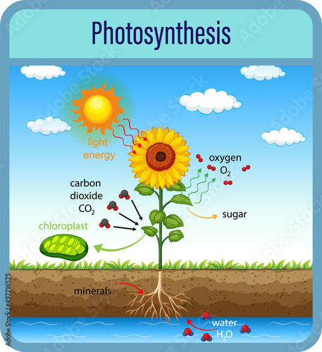Diagram showing process of photosynthesis with plant and cells