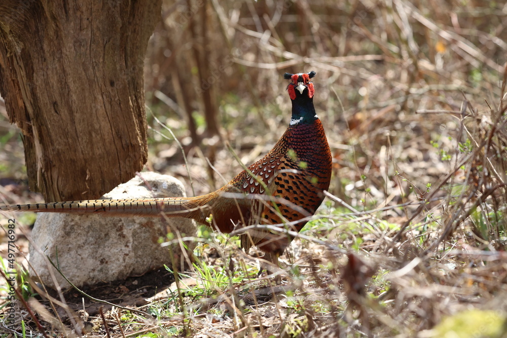 Fototapeta premium kernbeißer
