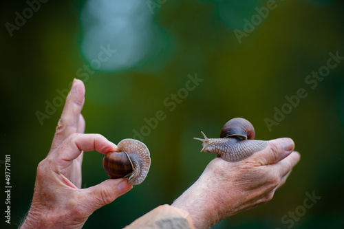 Two snails on the hand