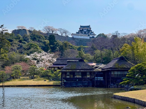 Photography pavilion in the park
hikone castle 
tree 
japanese cherry blossom 
sakura 
castl