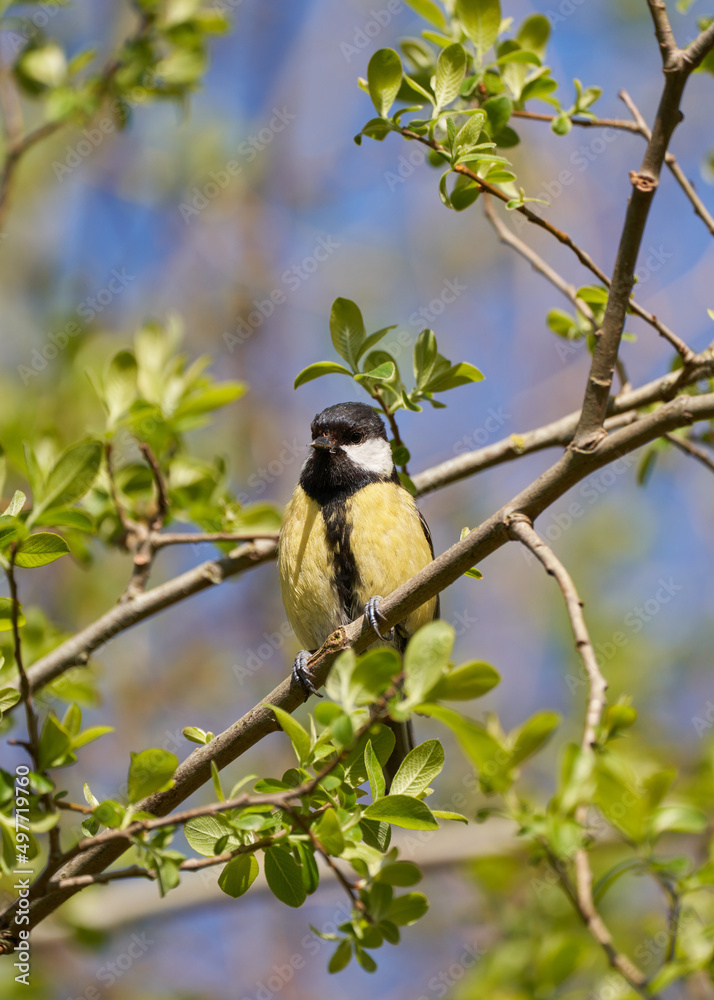 Obraz premium A great tit perched in the trees