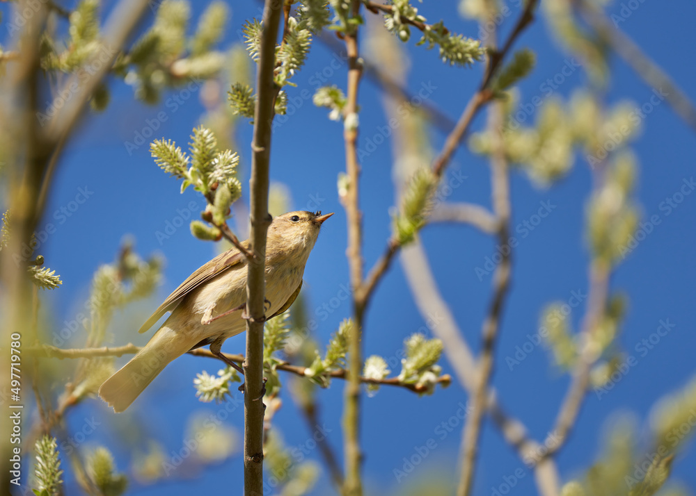 A common chiffchaff perched in the trees A common chiffchaff perched in the trees