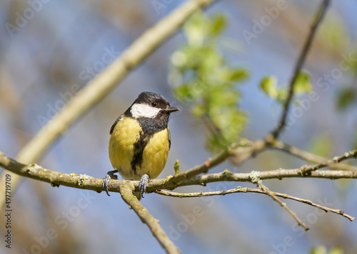 A great tit perched in the trees