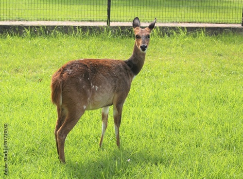 The bushbuck (Tragelaphus scriptus) is a common and a widespread species of antelope in Sub-Saharan Africa photo