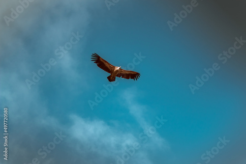 griffon vulture in the blue sky photo