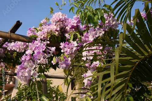 Clytostoma is a climbing plant , with wiry stems and delicate flowers. photo